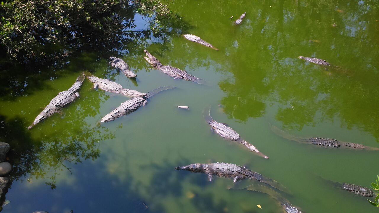 Posada Playa Linda Ixtapa  Dış mekan fotoğraf
